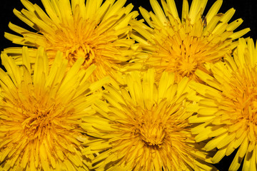 Yellow Dandelion Flower on Black Background Close Up