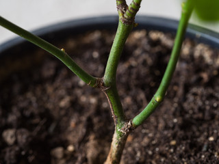 Spider mite parasite on a rose bush. Close up.