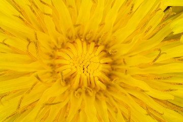 Yellow Dandelion Flower on Black Background Close Up