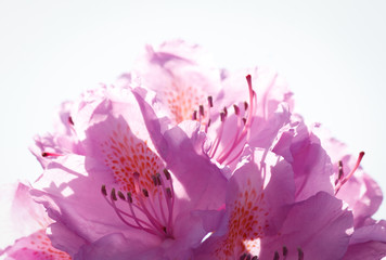 Zarte Blüten - rosa pink lila im Gegenlicht - close up