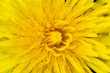 Yellow Dandelion Flower on Black Background Close Up