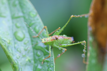 Insect on leaf