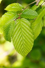 Buchenblätter im Frühling im Garten Makroaufnahme