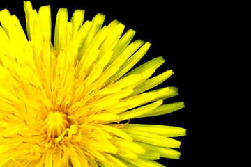 Yellow Dandelion Flower on Black Background Close Up
