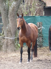 Braunes Pferd