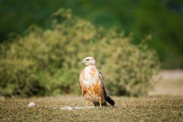 Naklejka na ściany i meble A clean image of long-legged buzzard or buteo rufinus portrait. He was sitting in open field with a beautiful green background at tal chappar blackbuck sanctuary, India