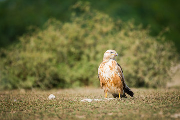 A clean image of long-legged buzzard or buteo rufinus portrait. He was sitting in open field with a beautiful green background at tal chappar blackbuck sanctuary, India