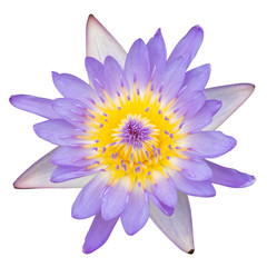 Purple water lily top view on white background