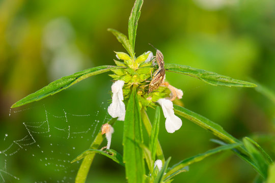 Thumba Flower with Insect