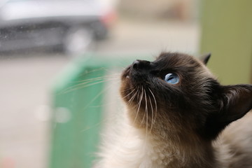 blue eyed cat