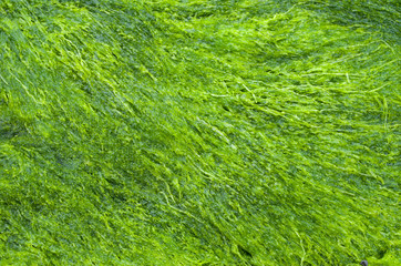 Wet green algae in Black Sea, Bulgaria