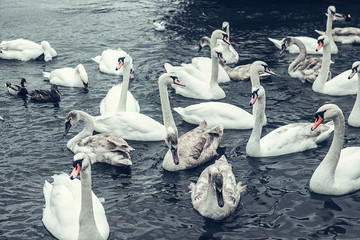 A flock of beautiful white swans on the water. River nature with white swans concept.