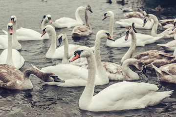 Obraz premium A flock of beautiful white swans on the water. River nature with white swans concept.