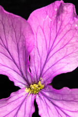 Close Up of Purple Wildflower on Black Background