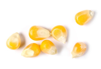 Yellow raw corn kernels for popcorn isolated on white background, macro, top view