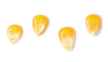 Set yellow grain corn isolated on white background, for popcorn, top view and macro 
