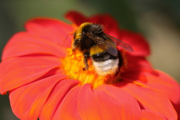 Hummel auf Blume