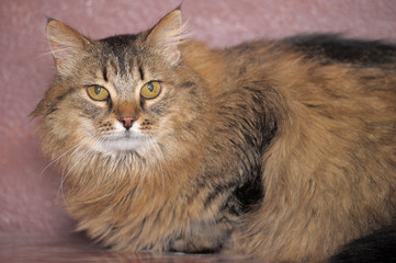 big beautiful fluffy brown cat