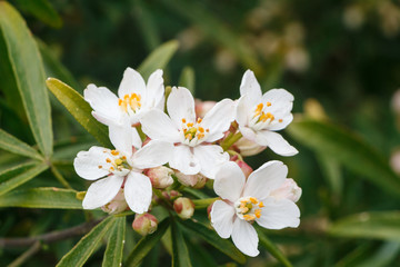 Mexican orange blossom flowers in a garden during spring
