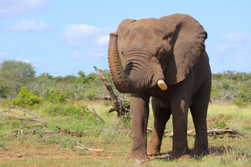 Afrikanischer Elefant / African elephant / Loxodonta africana