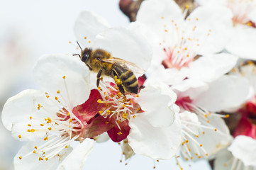 Bee pollens the flower of fruit tree spring