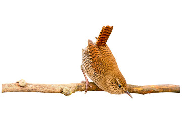 Cute little bird. Isolated photo. White background. Bird: Eurasian Wren. Troglodytes troglodytes.