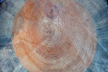 annual rings of the wood , the texture of the trunk sawn, rough texture.