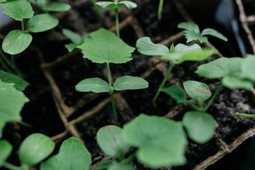 seedlings in peat pots.Baby plants seeding, black hole trays for agricultural seedlings.The spring...