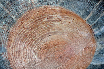 Naklejka premium annual rings of the wood , the texture of the trunk sawn, rough texture.