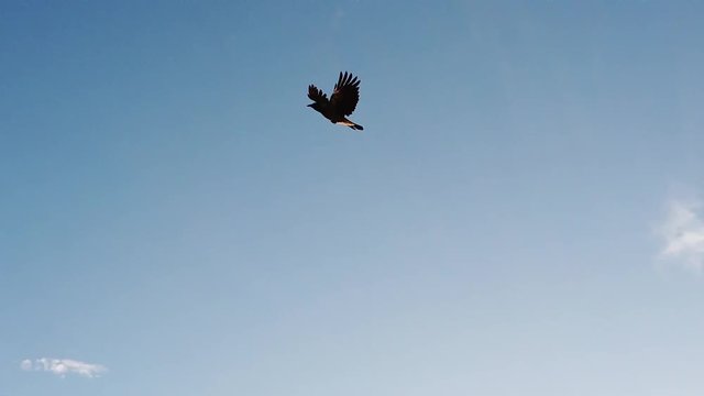 Slow motion video with a crow flying in the blue summer sky