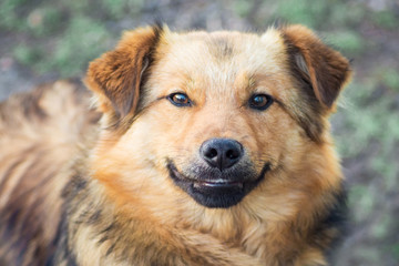 Fototapeta premium Portrait of a brown dog close up in sunny weather_