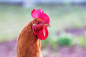 Brown cock on a blurry background close up_