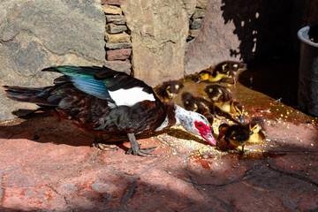 MAMA DUCK AND CHICKS