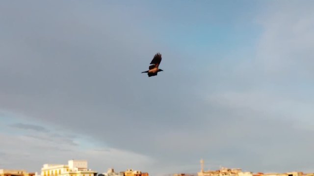 Slow motion video with a crow flying in the blue summer sky