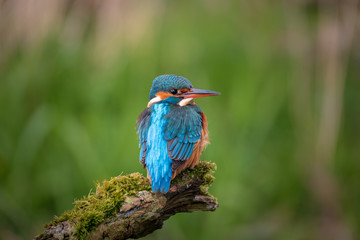Eisvogel auf moosigen Ast vor grünem Hintergrund
