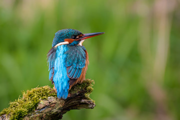Kingfisher perching on a mossy branch with green background