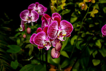 Beautiful orchid - detail on flower