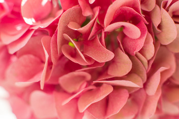 closeup fresh hydrangea petals. Event decoration with fresh flowers
