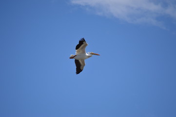Fototapeta na wymiar Pelicans on the river
