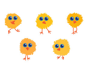Five yellow little chicks 