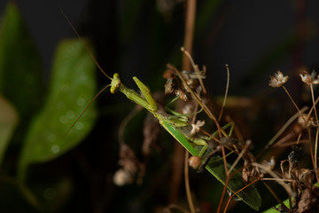 Praying Mantis with raindrops
