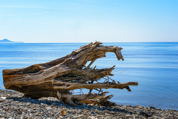 Fototapeta premium A dried tree on a pebble beach by the sea, a large driftwood that was thrown onto the shore by sea storm