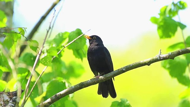 A male european Blackbird turdus merula singing in a tree with on a clear, sunny day in Spring season.