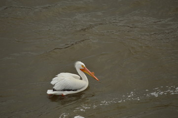 Pelicans on the river