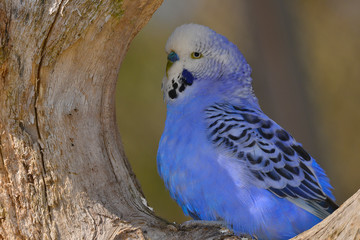 Péruche ondulée bleue au creu d'un tronc d'arbre