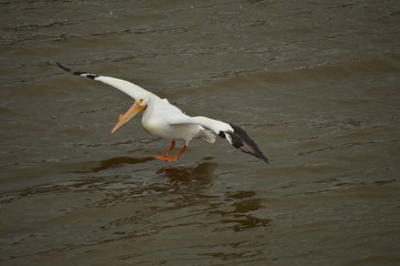 Pelicans on the river