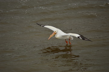 Fototapeta na wymiar Pelicans on the river