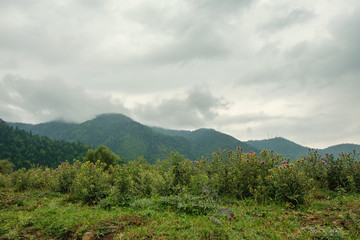 Fototapeta na wymiar Field in mountains