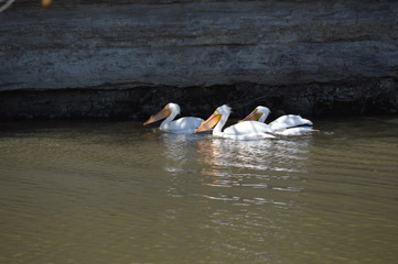 Pelicans on the river