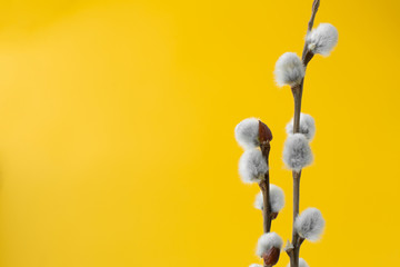 willow branches with fluffy gray buds on yellow  background. Easter concept